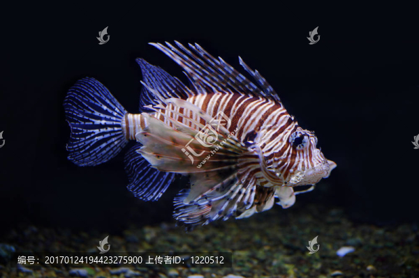 獅子魚