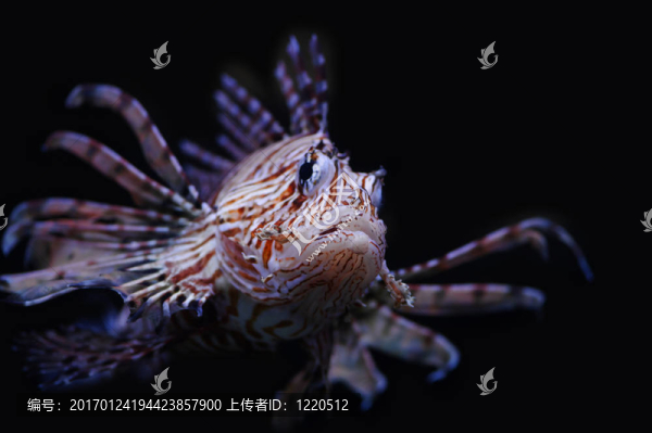 獅子魚