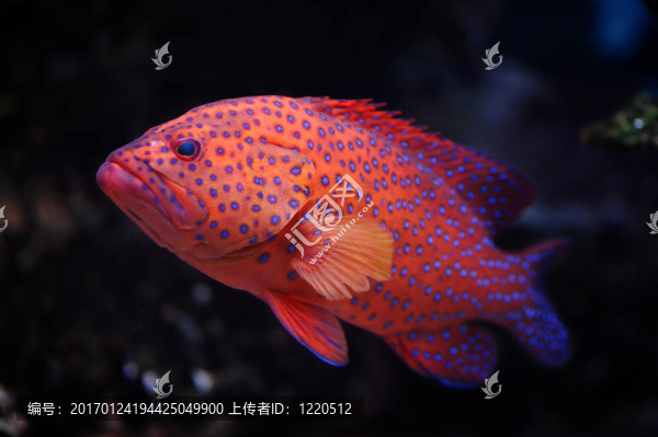 紅色的查詢工具