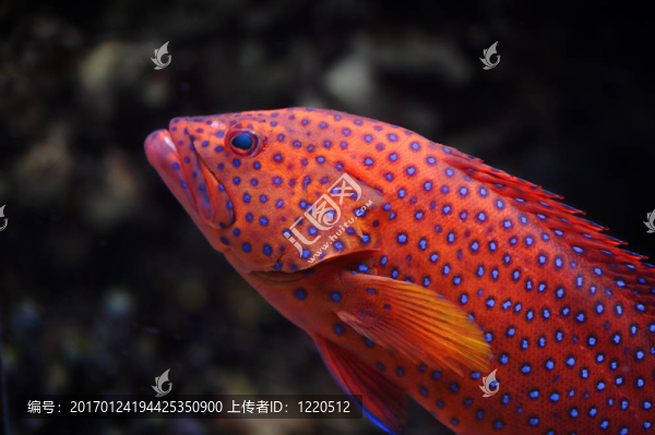 紅色的查詢工具