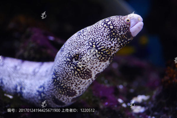 海鰻
