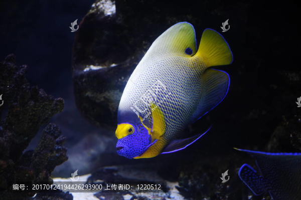 熱帶魚