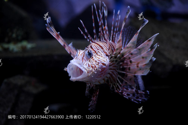 獅子魚