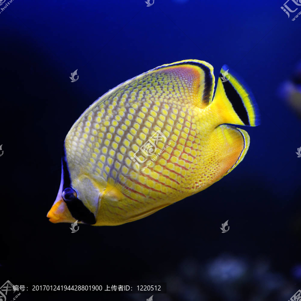 格子的蝴蝶；抽獎`,S（黃色）的蝴蝶