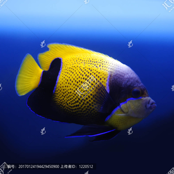 雄偉的（藍(lán)色天使環(huán)繞）