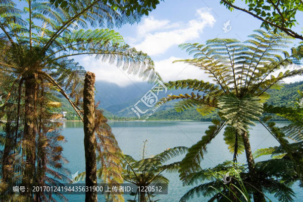 森林湖