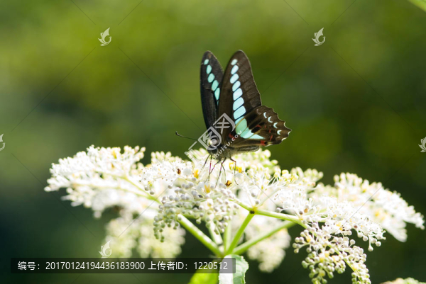 燕尾蝶-匯圖網(wǎng) www.fosd68.com 燕尾蝶