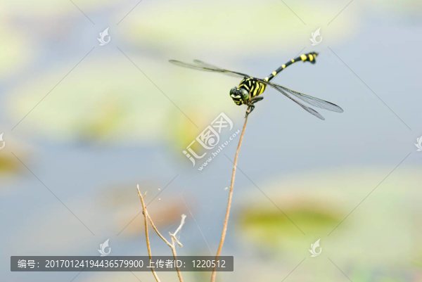 平衡的蜻蜓-匯圖網(wǎng) www.fosd68.com 平衡的蜻蜓