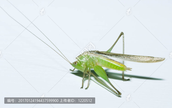 瑜伽