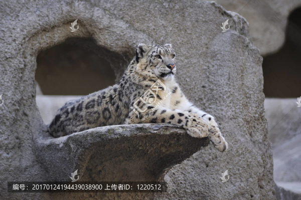 雪豹