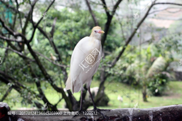 鳥