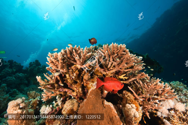 海洋；珊瑚和魚