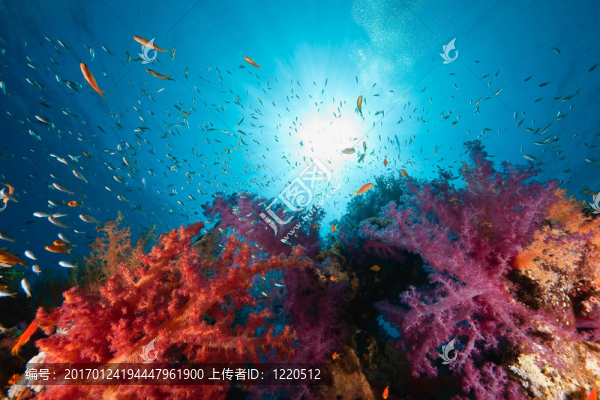 海洋；珊瑚和魚
