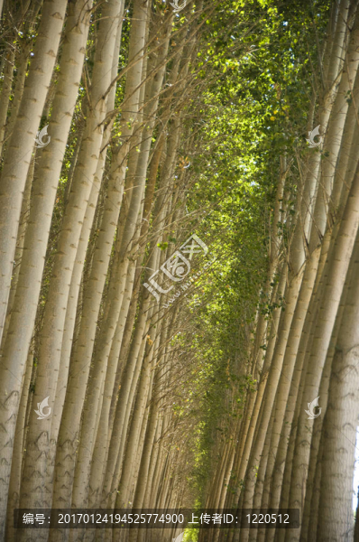 種植楊樹林分。