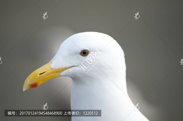 海鷗的肖像-匯圖網(wǎng) www.fosd68.com 海鷗的肖像