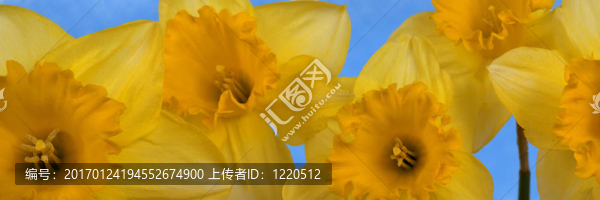 孤立的水仙花全景