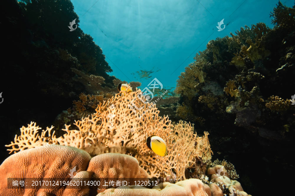 海洋；珊瑚和魚