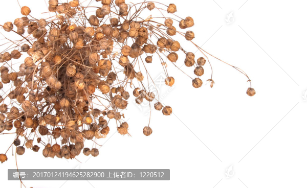 亞麻廠