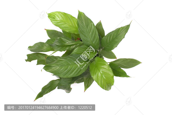 帶綠葉的花-匯圖網(wǎng) www.fosd68.com 帶綠葉的花