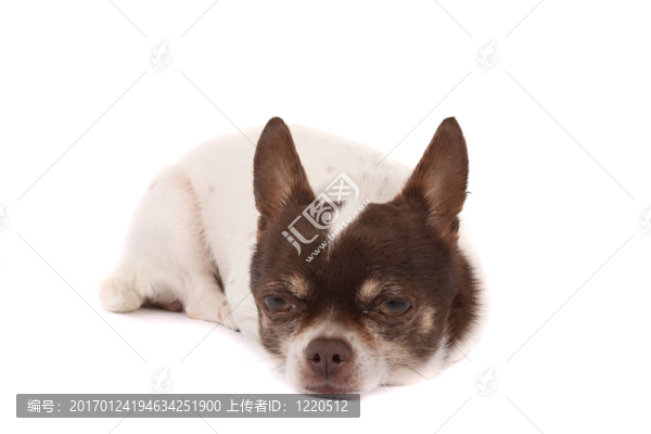 疲憊的狗