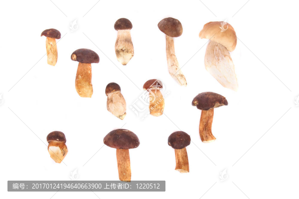 蘑菇-匯圖網(wǎng) www.fosd68.com 蘑菇