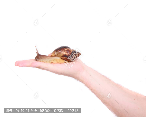 手上的蝸牛