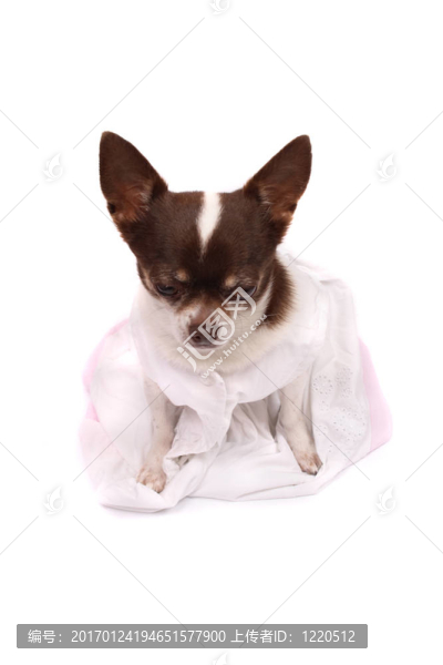 奇瓦瓦穿著漂亮的衣服