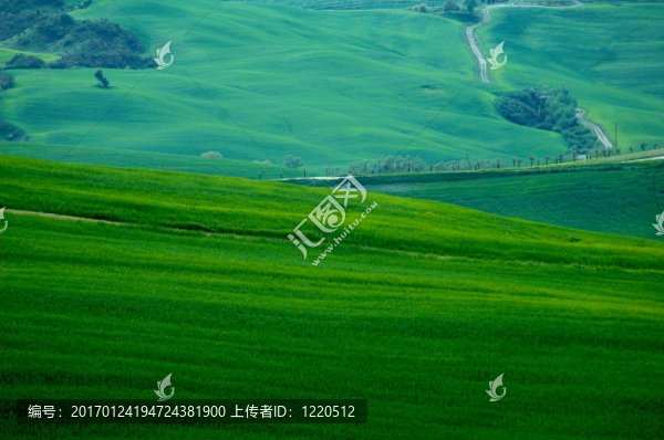 麥田綠地