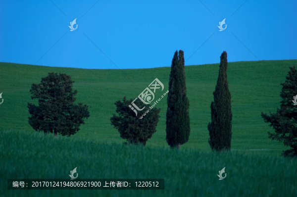 晚些時(shí)候的樹(shù)；托斯卡納；意大利