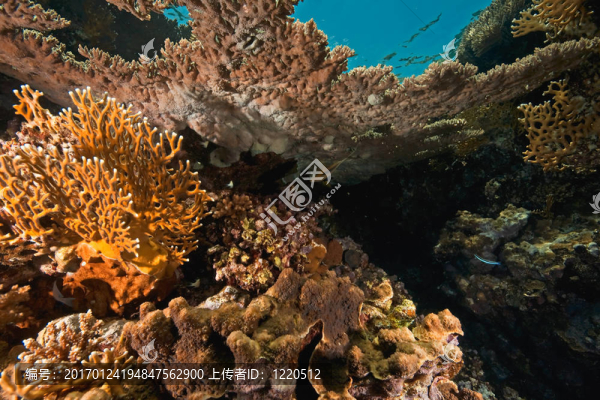 海洋；珊瑚和魚