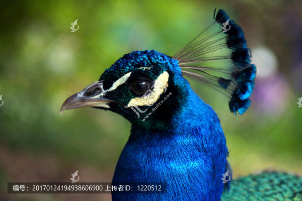 孔雀-匯圖網(wǎng) www.fosd68.com 孔雀