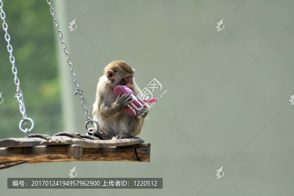 懸猴