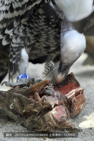 禿鷲吃的肉