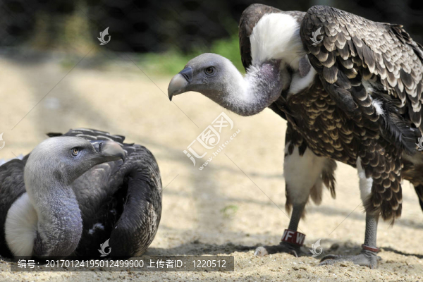 禿鷲夫婦