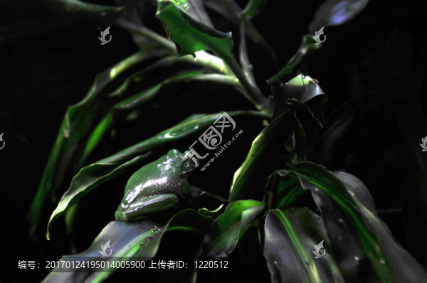 新幾內(nèi)亞島樹蛙