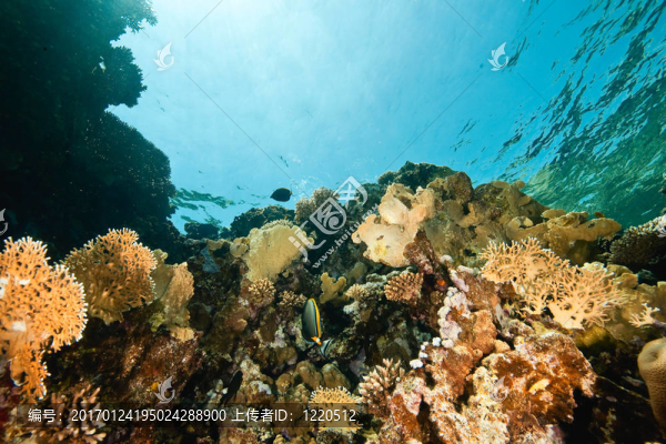海洋；珊瑚和魚