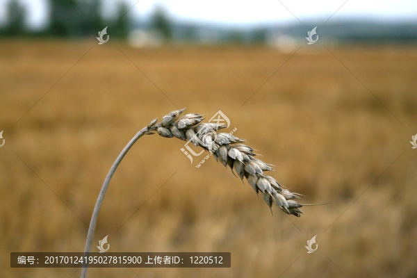 小麥穗