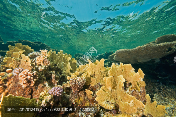 海洋；珊瑚和魚