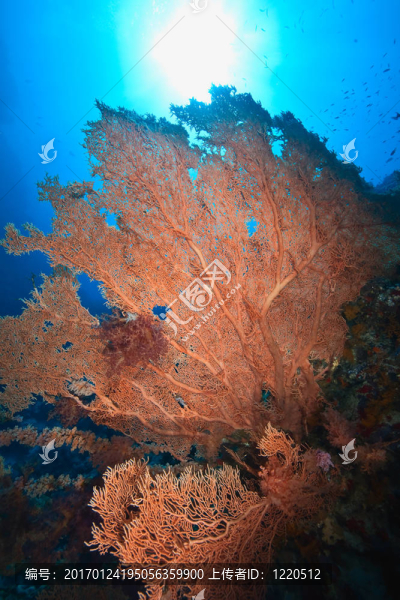 海洋；海風和魚