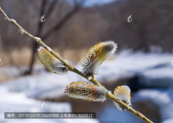 Blooming,Willow,4