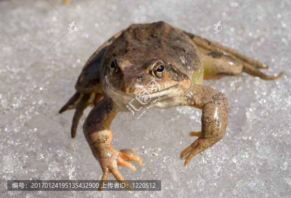 冰上的青蛙3