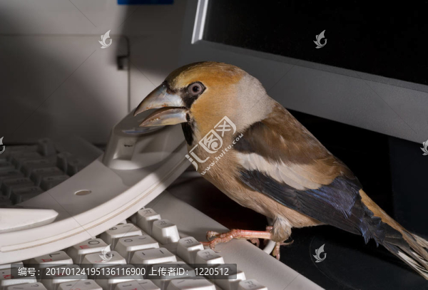 鳥