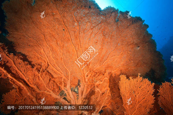 海洋；海風(fēng)和魚