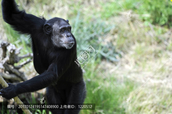 黑猩猩