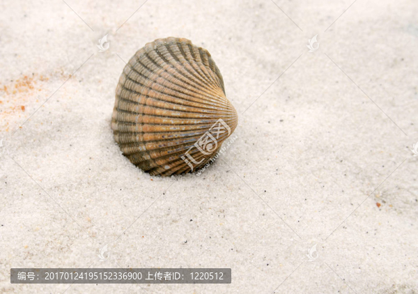 海貝殼