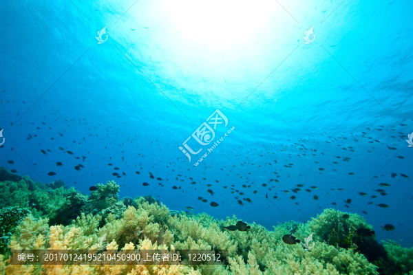 海洋；珊瑚和魚