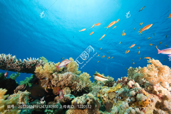 海洋；珊瑚和魚
