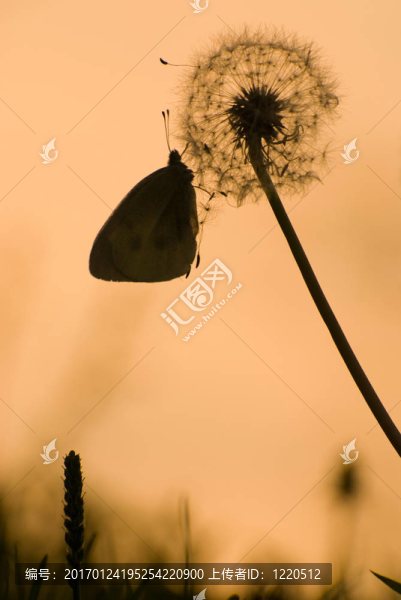 蝴蝶和蒲公英