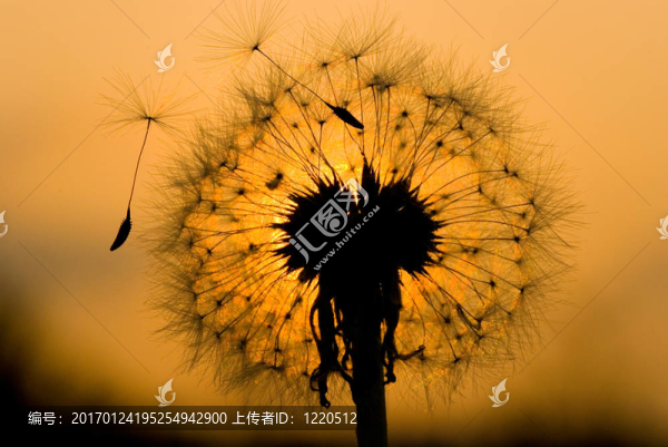夕陽下的蒲公英