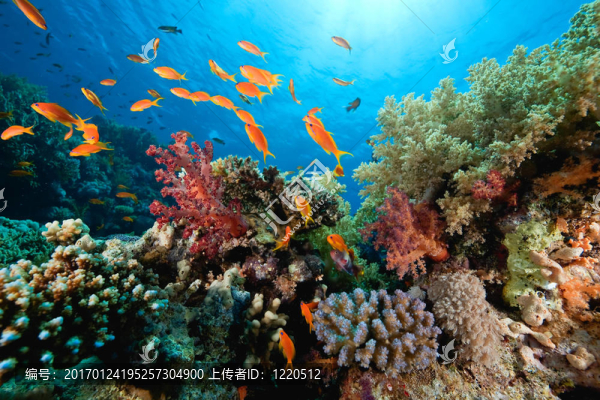 海洋；珊瑚和魚
